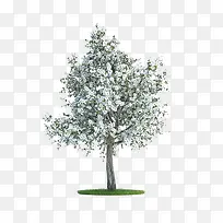 ��������ľ�زļ���-������