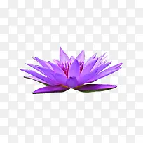 紫色睡莲-空若网 紫色睡莲-空若网