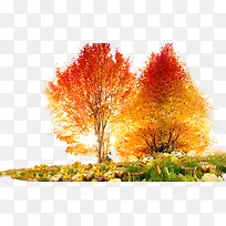 红黄色树-空若网 红黄色树-空若网