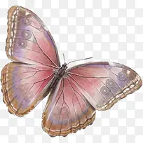 蝴蝶昆虫-空若网 蝴蝶昆虫-空若网