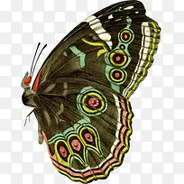 蝴蝶昆虫-空若网 蝴蝶昆虫-空若网