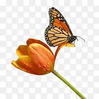 蝴蝶昆虫-空若网 蝴蝶昆虫-空若网