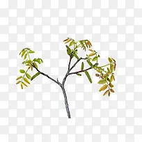 ����Ͳ��Ƶ���֦-������