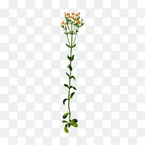 龙胆草花-空若网 龙胆草花-空若网