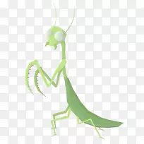昆虫懒惰动物长颈鹿螳螂-祈祷-空若网 昆虫懒惰动物长颈鹿螳螂-祈祷-空若网