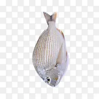 海洋生物竹筴鱼食物照片-空若网 海洋生物竹筴鱼食物照片-空若网