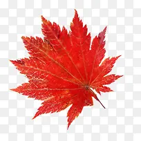 枫叶-空若网 枫叶-空若网