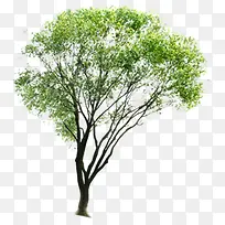 ´ºÈÕ´äÂ̾°¹Û´óÊ÷-¿ÕÈôÍø ´ºÈÕ´äÂ̾°¹Û´óÊ÷-¿ÕÈôÍø