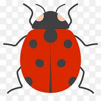 红色椭圆形瓢虫标本-空若网 红色椭圆形瓢虫标本-空若网