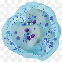 免疫系统白细胞-空若网 免疫系统白细胞-空若网