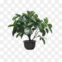 长青树图片-空若网 长青树图片-空若网