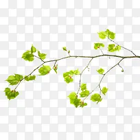 春日树枝枝条与枝芽-空若网 春日树枝枝条与枝芽-空若网