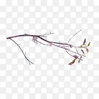 枝叶-空若网 枝叶-空若网