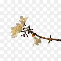 树枝头的梧桐花-空若网 树枝头的梧桐花-空若网