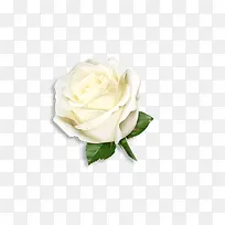 白色玫瑰-空若网 白色玫瑰-空若网