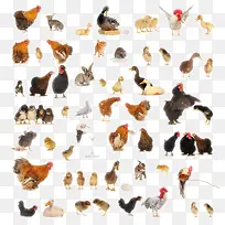 陆地动物生物-空若网 陆地动物生物-空若网