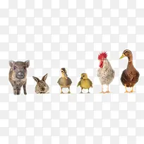 ½�ض�������-������