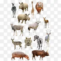 陆地动物生物-空若网 陆地动物生物-空若网