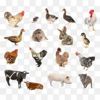 ½�ض�������-������