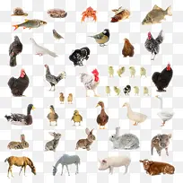 陆地动物生物-空若网 陆地动物生物-空若网