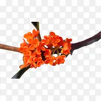 橙色桂花-空若网 橙色桂花-空若网