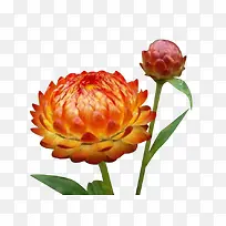 橙色的蜡菊花图片素材-空若网 橙色的蜡菊花图片素材-空若网