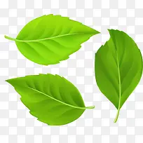 ��ƬҶ��-������