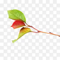 三片枝叶-空若网 三片枝叶-空若网