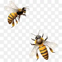 两只小蜜蜂-空若网 两只小蜜蜂-空若网