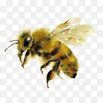 黄色蜜蜂翅膀-空若网 黄色蜜蜂翅膀-空若网