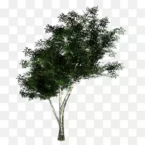 骑手树、树枝、木本植物-嫩枝-空若网 骑手树、树枝、木本植物-嫩枝-空若网