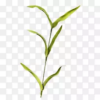 叶植物茎段剪枝艺术-小枝-空若网 叶植物茎段剪枝艺术-小枝-空若网