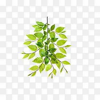 ÏÊÂÌÉ«²øÈƵÄÊ÷Ö¦-¿ÕÈôÍø ÏÊÂÌÉ«²øÈƵÄÊ÷Ö¦-¿ÕÈôÍø