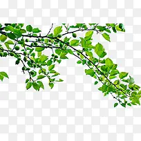 嫩绿的缠绕的树枝-空若网 嫩绿的缠绕的树枝-空若网