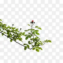 С�컨���Ƶ���֦-������