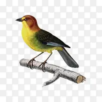 手绘中国风花鸟鸟儿-空若网 手绘中国风花鸟鸟儿-空若网