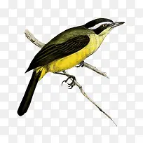 ¿¨Í¨ÊÖ»æÕ¾ÔÚÊ÷Ö¦ÉϵÄСÄñ-¿ÕÈôÍø ¿¨Í¨ÊÖ»æÕ¾ÔÚÊ÷Ö¦ÉϵÄСÄñ-¿ÕÈôÍø