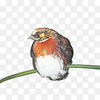 树枝上的鹧鸪手绘-空若网 树枝上的鹧鸪手绘-空若网