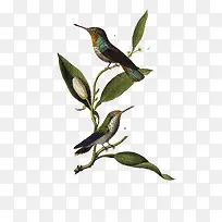 ÊÖ»æ×°ÊβåͼվÔÚÊ÷Ö¦ÉϵÄÄñ-¿ÕÈôÍø ÊÖ»æ×°ÊβåͼվÔÚÊ÷Ö¦ÉϵÄÄñ-¿ÕÈôÍø