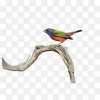 手绘站在树枝上的鸟翠鸟-空若网 手绘站在树枝上的鸟翠鸟-空若网