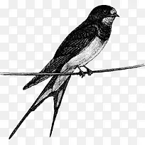 树枝上的矢量小鸟-空若网 树枝上的矢量小鸟-空若网