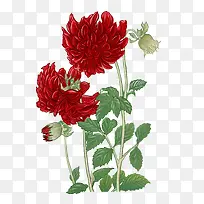 清新手绘花素材3-空若网 清新手绘花素材3-空若网