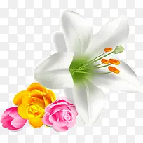 ��ɫ�İٺϻ�-������