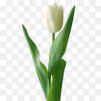 白色的花-空若网 白色的花-空若网