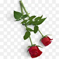 ��ɫ��Ҷõ�廨��Ʒʵ��-������