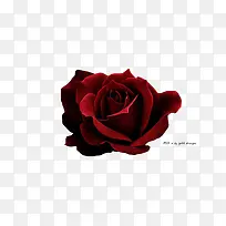 ���ɫõ�廨-������