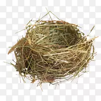 燕窝-空若网 燕窝-空若网