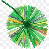 Ë®²ÊÏð½ºÊ÷-¿ÕÈôÍø Ë®²ÊÏð½ºÊ÷-¿ÕÈôÍø