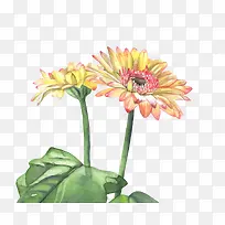 �ֻ�ˮ��ֲ�ﻨ��-������