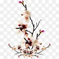 水彩植物桃花-空若网 水彩植物桃花-空若网